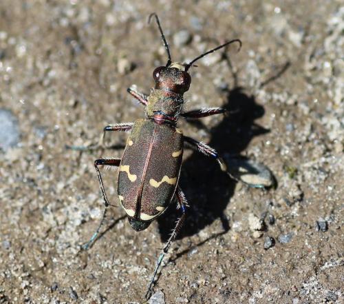 Réf. 212 493 : Cicindela hybrida